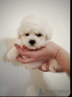 Photo №1. bichon frise - for sale in the city of Belgrade | negotiated | Announcement № 128265