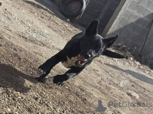 Photo №3. Young, black mixed breed puppy is looking for a new home!. Serbia