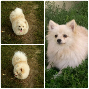 Photo №1. german spitz - for sale in the city of Миргород | 220$ | Announcement № 5742