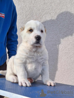 Additional photos: Central Asian Shepherd puppies