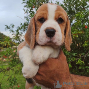 Photo №4. I will sell beagle in the city of Nuremberg. private announcement - price - 380$