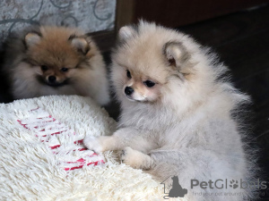 Photo №2 to announcement № 11883 for the sale of pomeranian - buy in Ukraine from nursery