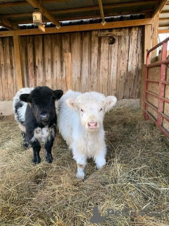 Photo №2 to announcement № 132676 for the sale of  - buy in Russian Federation private announcement