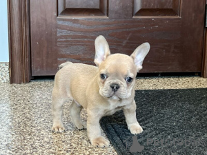 Photo №1. french bulldog - for sale in the city of Jork | Is free | Announcement № 120487