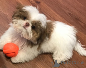 Photo №3. Shihtzu puppies available for adoption in. Germany