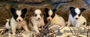 Photo №1. papillon dog - for sale in the city of Viennaer | negotiated | Announcement № 82073