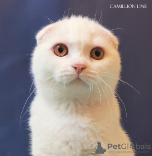 Photo №1. scottish fold - for sale in the city of Москва | negotiated | Announcement № 78113
