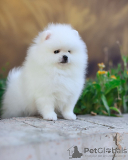 Photo №3. MINI Zwergspitz Pomeranian puppies looking for a new home!. Germany