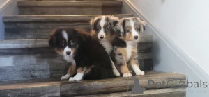 Photo №1. australian shepherd - for sale in the city of Essingen | 847$ | Announcement № 150735