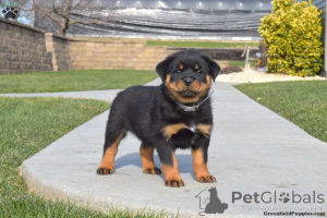 Photo №1. rottweiler - for sale in the city of Mparmpati | 555$ | Announcement № 137859