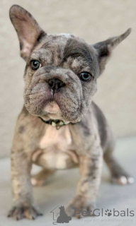 Photo №1. french bulldog - for sale in the city of Haapsalu | 1412$ | Announcement № 146227