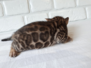 Photo №1. bengal cat - for sale in the city of Miass | Negotiated | Announcement № 4198