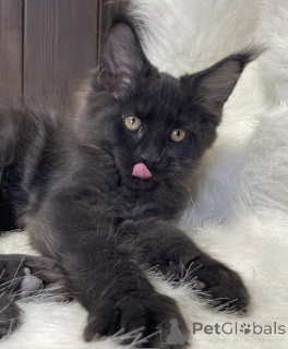 Photo №2 to announcement № 161772 for the sale of maine coon - buy in United States breeder