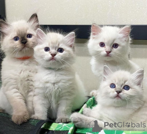 Additional photos: Ragdoll kitten available for sale