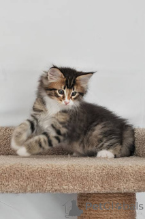 Photo №2 to announcement № 172694 for the sale of norwegian forest cat - buy in Belgium private announcement, breeder