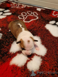 Photo №3. American Staffordshire Terrier, puppies of tested quality. Croatia