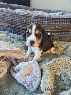 Photo №1. beagle - for sale in the city of Badenheim | negotiated | Announcement № 167556