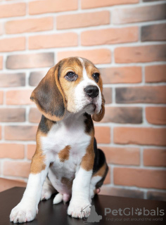 Photo №2 to announcement № 103667 for the sale of beagle - buy in Germany private announcement