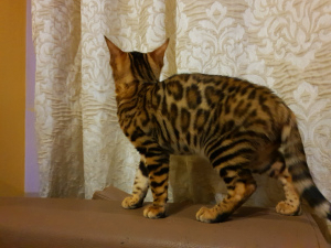 Photo №2 to announcement № 4411 for the sale of bengal cat - buy in Belarus from nursery