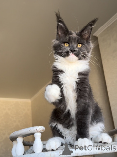 Photo №4. I will sell maine coon in the city of Ettelbryuk. private announcement - price - negotiated