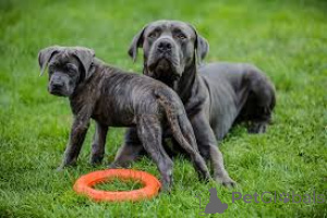 Photo №4. I will sell cane corso in the city of Zug.  - price - negotiated
