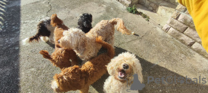 Additional photos: Australian Labradoodle puppies