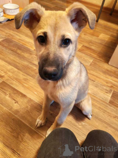 Photo №1. non-pedigree dogs - for sale in the city of Lipetsk | Is free | Announcement № 163839