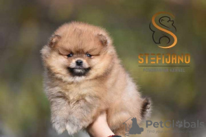 Photo №1. pomeranian - for sale in the city of Loznica | Is free | Announcement № 119007