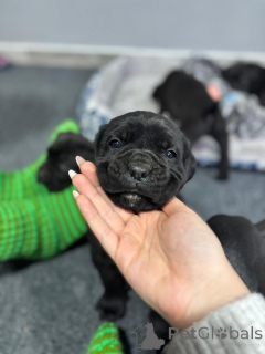 Photo №1. cane corso - for sale in the city of Požarevac | 1032$ | Announcement № 162319