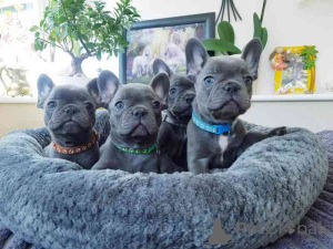 Photo №1. french bulldog - for sale in the city of Bulle | Is free | Announcement № 164573