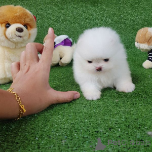 Photo №1. pomeranian - for sale in the city of Frankfurt | negotiated | Announcement № 163652