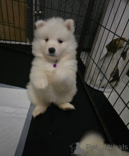 Photo №1. samoyed dog - for sale in the city of Grodno | 350$ | Announcement № 161324