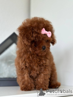 Photo №4. I will sell poodle (toy) in the city of Prague. breeder - price - 3170$