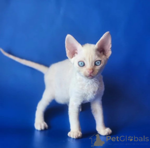 Photo №1. devon rex - for sale in the city of Detmold | 361$ | Announcement № 176682