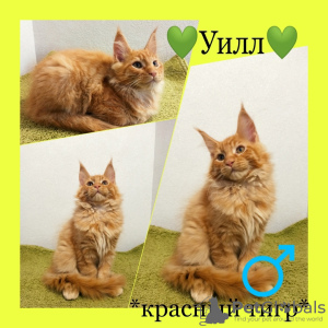 Photo №4. I will sell maine coon in the city of Novosibirsk. breeder - price - negotiated