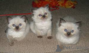 Photo №1. ragdoll - for sale in the city of Achaern | 568$ | Announcement № 163703