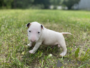 Photo №1. bull terrier - for sale in the city of Krakow | negotiated | Announcement № 55586