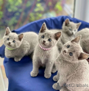 Photo №3. cutes Tussian blue kittenscutes Tussian blue kittens. Finland