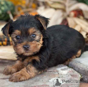 Additional photos: Magnificent miniature Yorkshire terrier puppies