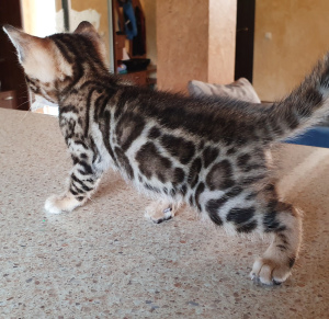 Photo №1. bengal cat - for sale in the city of Simferopol | 1400$ | Announcement № 3568