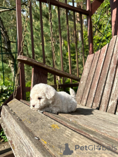 Photo №4. I will sell bichon frise in the city of Minsk. from nursery - price - 2500$