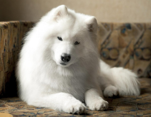 Photo №2 to announcement № 779 for the sale of samoyed dog - buy in Belarus breeder