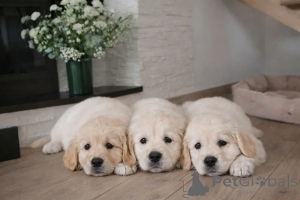 Photo №2 to announcement № 173988 for the sale of golden retriever - buy in Finland 