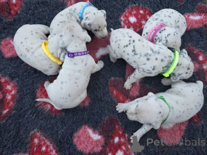 Photo №4. I will sell dalmatian dog in the city of DEBRECEN. breeder - price - 1882$