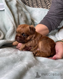Photo №2 to announcement № 175421 for the sale of brussels griffon - buy in Lithuania private announcement, breeder