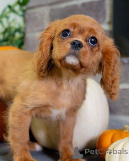 Photo №4. I will sell cavalier king charles spaniel in the city of Dielsdorf. private announcement - price - negotiated