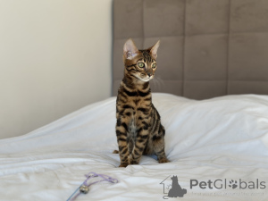 Photo №4. I will sell bengal cat in the city of Boston. private announcement, from nursery, breeder - price - negotiated