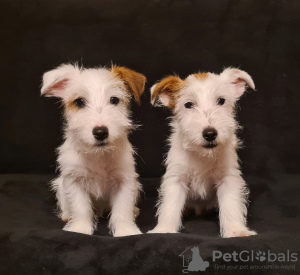 Photo №1. jack russell terrier - for sale in the city of Gostynin | 1040$ | Announcement № 29998