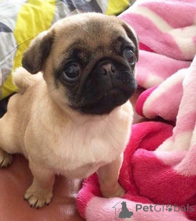 Photo №3. Prachtige mopshondpups zoeken een gouden mandje. Netherlands