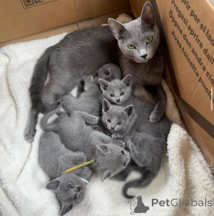 Photo №2 to announcement № 136296 for the sale of russian blue - buy in South Africa breeder
